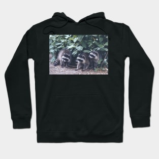 Baby Raccoons. Hoodie